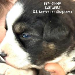 Ginny - Black tri-color female Australian Shepherd puppy in Gowen, Michigan from XA AUSTRALIAN SHEPHERDS