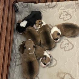Pembroke Welsh Corgi Puppies from Mesa Acre