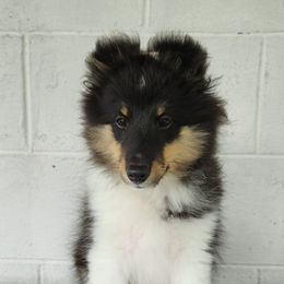 Lila - Black white and tan female Shetland Sheepdog puppy in Pennsylvania from Karefree Shelties