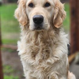 Golden Retriever puppies from Hoekema Homestead Goldens