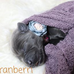 Dilute Retriever and Labrador Retriever Puppies from Jungle Lake Labradors