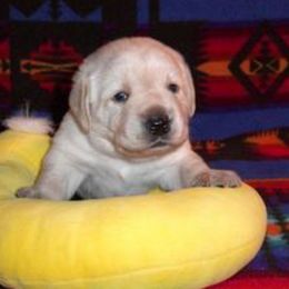 Labrador Retriever Puppies from Stone Haven Labradors
