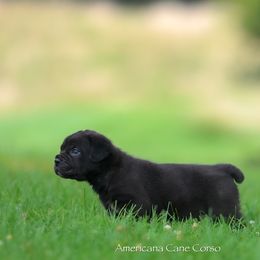 Duece - Black male Cane Corso puppy in Cable, Ohio from Americana Cane Corso