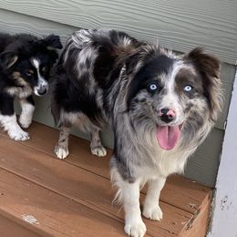 Miniature Australian Shepherd and Toy Australian Shepherd All Grown Up from T & R Ranch