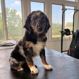 Violet - Blue merle female Bernedoodle puppy in North Royalton, Ohio from Johnson's Doodles