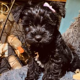Miniature Schnauzer Puppies from BirBrie's Babies