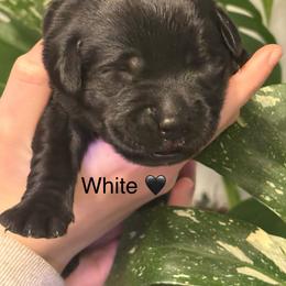 3rd pick black male - Black male Labrador Retriever puppy in Stafford Township, New Jersey from SommerLabs