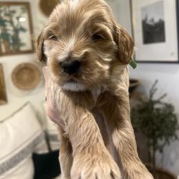 Oreo - Apricot male Goldendoodle puppy in Hollister, Missouri from Wild Acres Goldendoodles