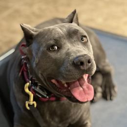 Stella - Cane Corso
