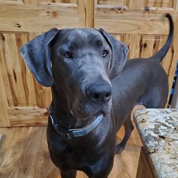 Paisley - Great Dane