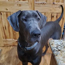 Paisley - Great Dane