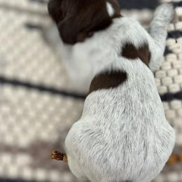 German Shorthaired Pointers from Fernando's German Shorthaired Pointers