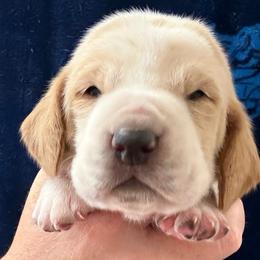 Girl 1 - Red and white female Basset Hound puppy in Kenansville, Florida from Fancy Hounds
