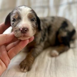 Charlotte- pink collar - Merle female Bernedoodle puppy in Colorado Springs, Colorado from Mercy Mountain Bernedoodles