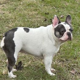 Monet - French Bulldog