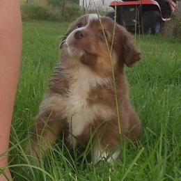 Hop - Red tri-color male Australian Shepherd puppy in Elkhart, Texas from Donaldson Dogz