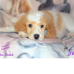 Girl 5 - Parti Poodle puppy in Scandinavian., Wisconsin from Personal Touch Standard Poodles
