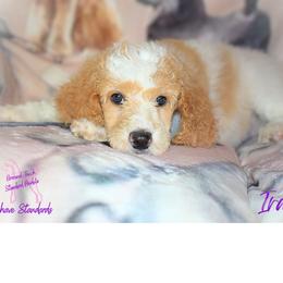 Girl 5 - Parti Poodle puppy in Scandinavian., Wisconsin from Personal Touch Standard Poodles
