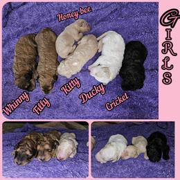 Goldendoodle Puppies from Doodles Fur Days