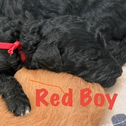 Red Boy - Black and white male Bernedoodle puppy in Moulton, Alabama from Triple W Doodles