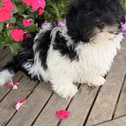 Milo - Black and white male Havanese puppy in Charlotte, North Carolina from Butterfly Havanese