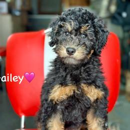 Hailey Kinsel - Black phantom female Aussiedoodle puppy in Lancaster, Minnesota from Finney Ranch