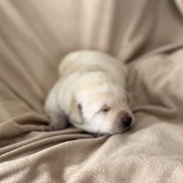 Purple collar - Yellow female Labrador Retriever puppy in Tekonsha, Michigan from Asher Acres Labs