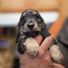 Bigger Black and cream - Black and cream male Dachshund puppy in Ethel, Washington from Mickey's Miracle Doxies