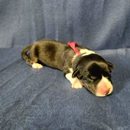 Banshee - Black and white female Cardigan Welsh Corgi puppy in Bland, Missouri from Shadey Lane Corgis