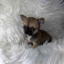Sable Smooth Coat Girl - Black sabled fawn female Chihuahua puppy in Fargo, North Dakota from Wild Prairie Chihuahuas