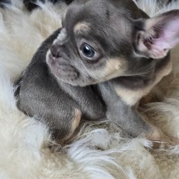 Girl 3 the runt - Tricolors female French Bulldog puppy in Charlotte, North Carolina from FrenchKiss Frenchies