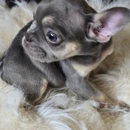 Girl 3 the runt - Tricolors female French Bulldog puppy in Charlotte, North Carolina from FrenchKiss Frenchies