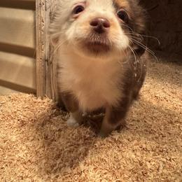 Donner - Red tri male Toy Australian Shepherd puppy in Menan, Idaho from Teton Toy Aussies