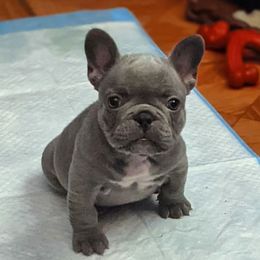 French Bulldogs from LA FRENCHIE MAFIA KENNELS