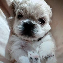 Pekingese from Jen Palmer's Pekingese