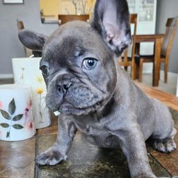 Lilac - Blue female French Bulldog puppy in Fort Myers, Florida from Wendy's French Bulldogs