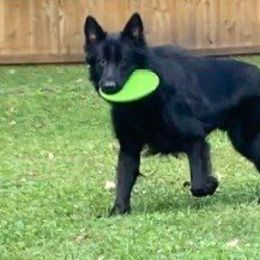 Obsidian - German Shepherd