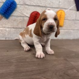 Jalapeño - Lemon and white female Basset Hound puppy in Lubbock, Texas from Hound House