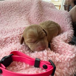 Pink - Yellow female Labrador Retriever puppy in Weare, New Hampshire from Emily's Labrador Retrievers