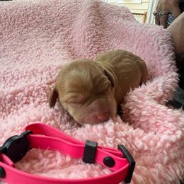 Pink - Yellow female Labrador Retriever puppy in Weare, New Hampshire from Emily's Labrador Retrievers