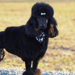 Poodles from Liberty Valley Poodles