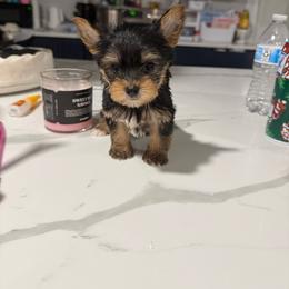 Ellie - Black and tan female Yorkshire Terrier puppy in Navarre, Florida from KAYY services