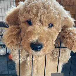 OTIS- Gray Collar Boy - Cream male Goldendoodle puppy in Charlo, Montana from Heavenly Hilltop Farm
