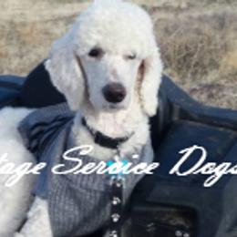 Poodles from Heritage Service Dogs