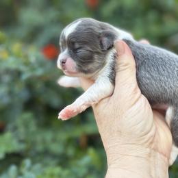 Boy 2 - Blue and tan male Chihuahua puppy in Newport Beach, California from Exotic City Pomeranians and chihuahuas