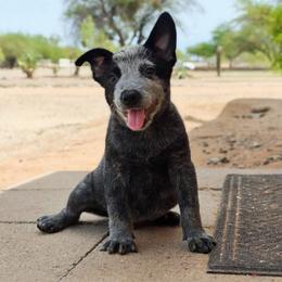 Frodo (AKC) Runt - Blue male Australian Cattle Dog puppy in Marana, Arizona from Impact 3rd Australian Cattle Dogs