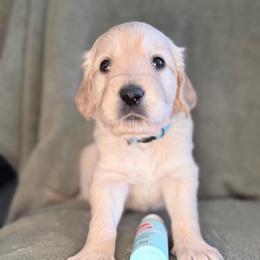 Boy 1 - Light Blue - Light golden male Golden Retriever puppy in Mc Minnville, Tennessee from Wishaw Whisky Golden Retrievers