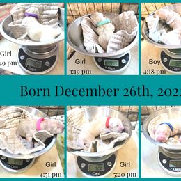 Golden Retriever Puppies from SDG Goldens