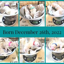 Golden Retriever Puppies from SDG Goldens