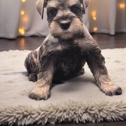 Chloe Red Male - Salt and pepper male Miniature Schnauzer puppy in Houston, Texas from Haughton Farm